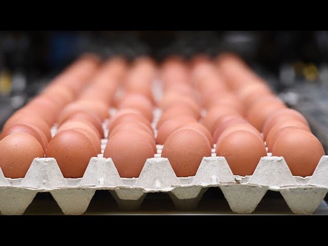 ⁣Bird Flu affects egg supply in the US