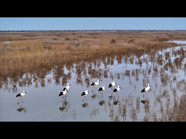 ⁣Live: Discover the stopover for migratory birds in E China's Shandong