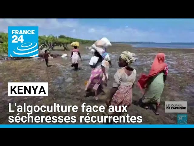 ⁣Kenya : l'algoculture pour vivre de la mer, face aux sécheresses récurrentes • FRANCE 24