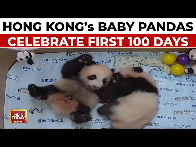 ⁣Hong Kong's First Locally Born Pandas Celebrate Their First 100 Days