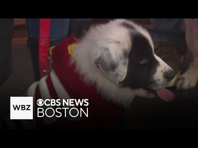 ⁣Puppies in Christmas sweaters up for adoption through Massachusetts shelter