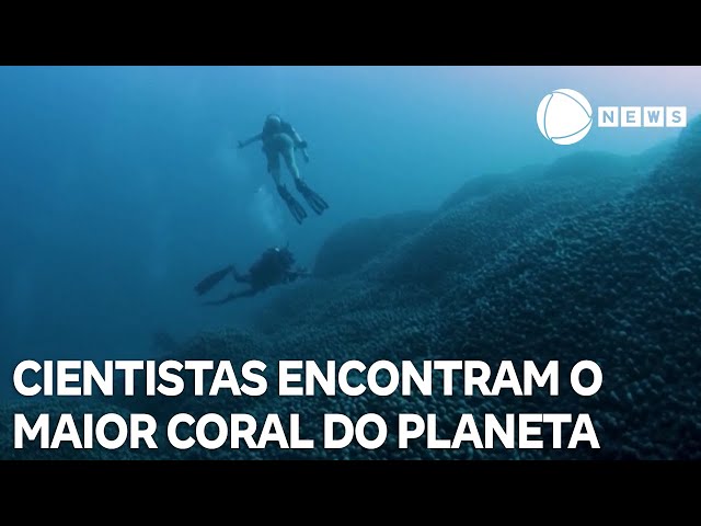 ⁣Cientistas encontram o maior coral do planeta nas Ilhas Salomão