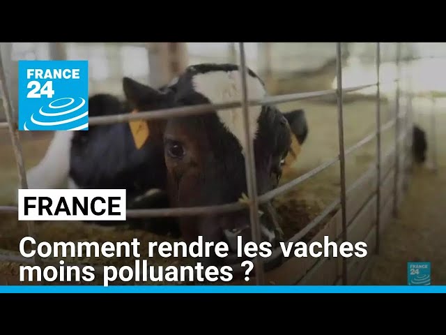 ⁣France : Comment réduire les émissions de méthane des vaches ? • FRANCE 24