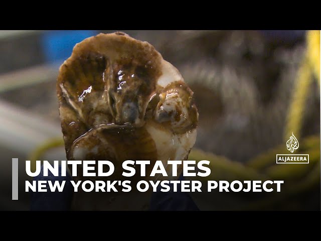 ⁣US oyster project: Attempts to revive New York's oyster population