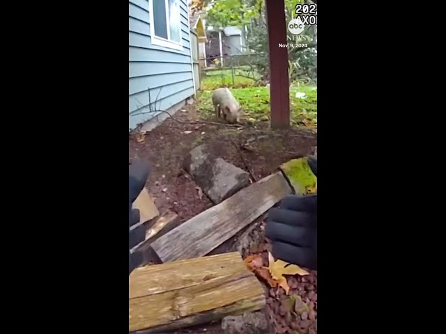 ⁣Pig leads police on chase around neighborhood