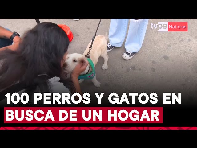 ⁣Adoptatón 2024: más de 100 perros y gatos buscan hogar en evento en Parque de la Exposición