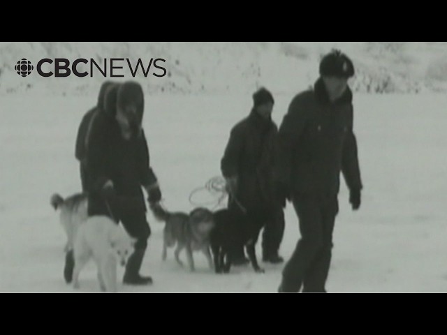 ⁣Canadian government apologizes to Inuit in Nunavik for mass killing of sled dogs