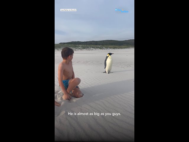 ⁣First emperor penguin known to reach Australia found on tourist beach