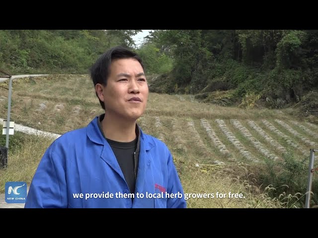 ⁣Mushroom sticks fuel herb growth in SW China