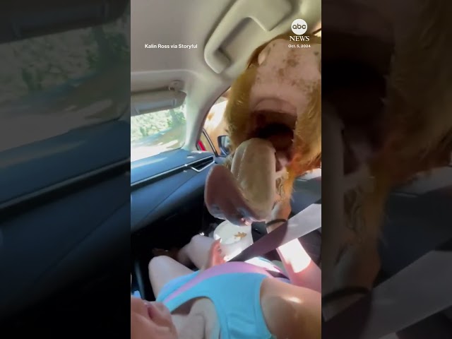 ⁣Cow leans in ‘for a kiss’ after woman pulls over to feed it a snack