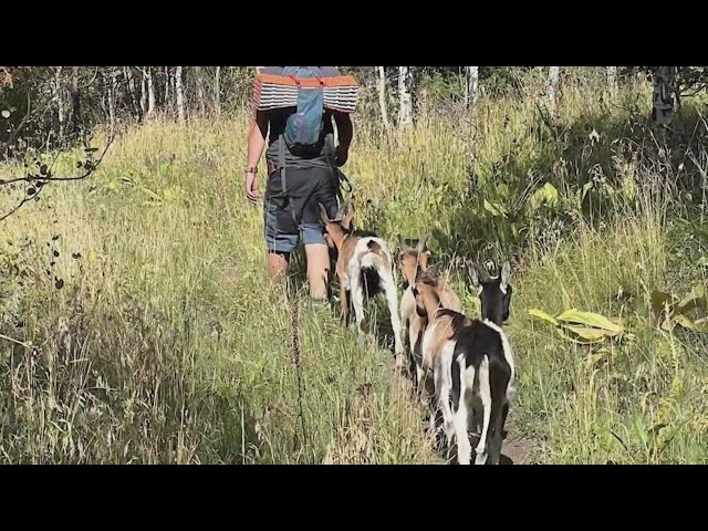 ⁣Excursion business on hold after 2 company goats were killed by wild animal