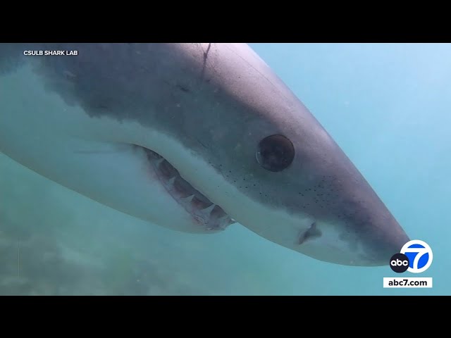 ⁣Groundbreaking CSU Long Beach Shark Lab in danger of shutting down