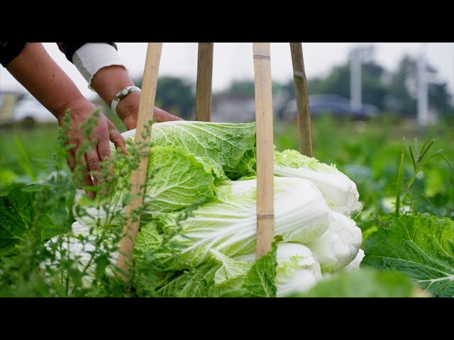 ⁣Live: Discover Pengzhou – China's vegetable basket