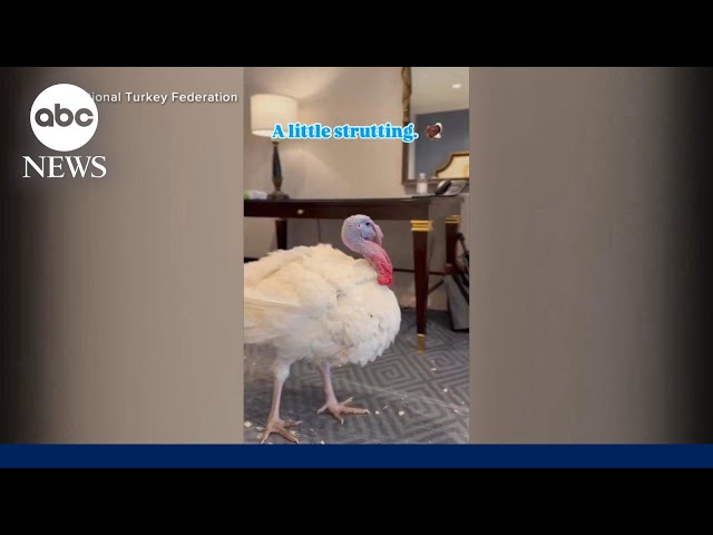 ⁣Peach and Blossom continue White House turkey tradition