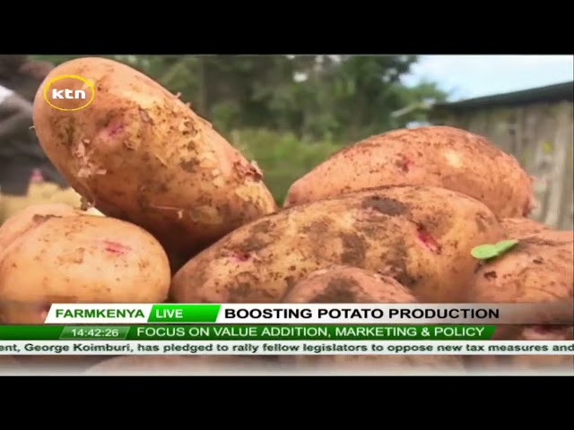 ⁣Boosting potato production