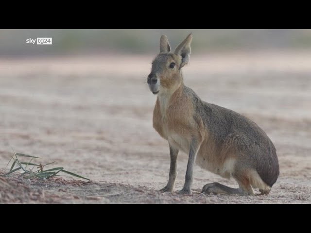 ⁣Dubai, oasi del deserto popolata da roditori argentini