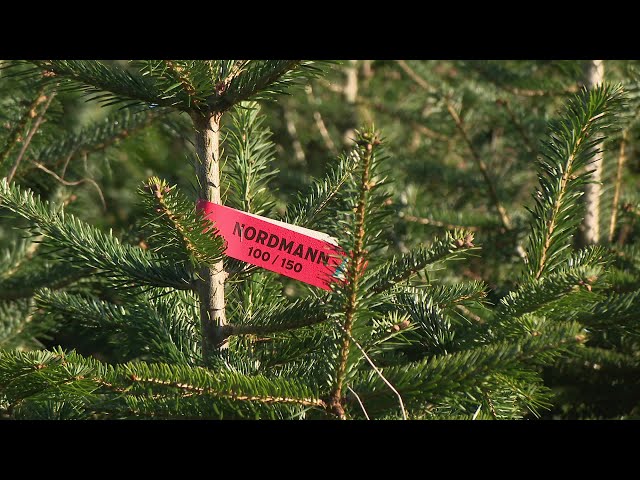 ⁣Noël : des sapins dans le Périgord Vert