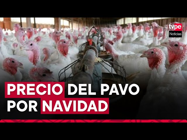 ⁣Precio del pavo a pocas semanas de Navidad: ¿cuál es el costo en los principales mercados de Lima?