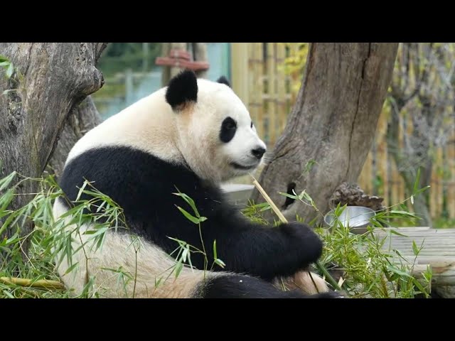 ⁣Zoo visitors in Madrid impressed by pandas' unique charm