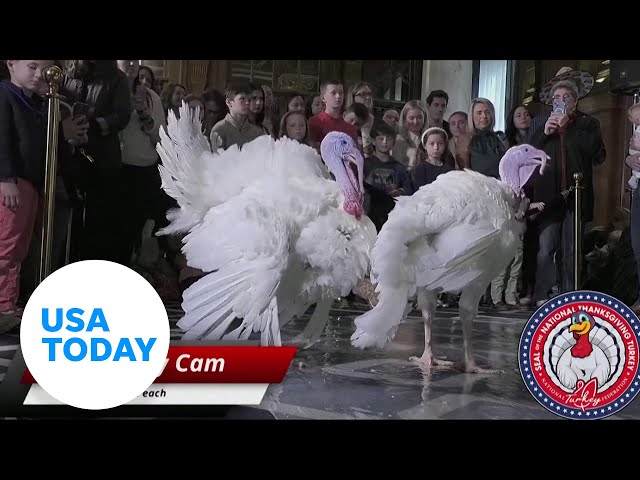 ⁣Meet the 2024 White House turkeys, Peach and Blossom | USA TODAY