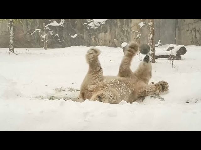 ⁣NO COMMENT: Los animales del zoo de Chicago juegan en la nieve