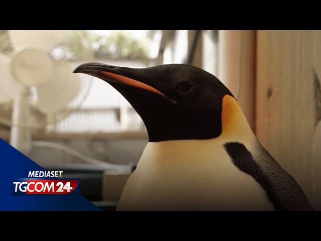 ⁣Australia, rimesso in libertà il pinguino arrivato per sbaglio dall'Antartide