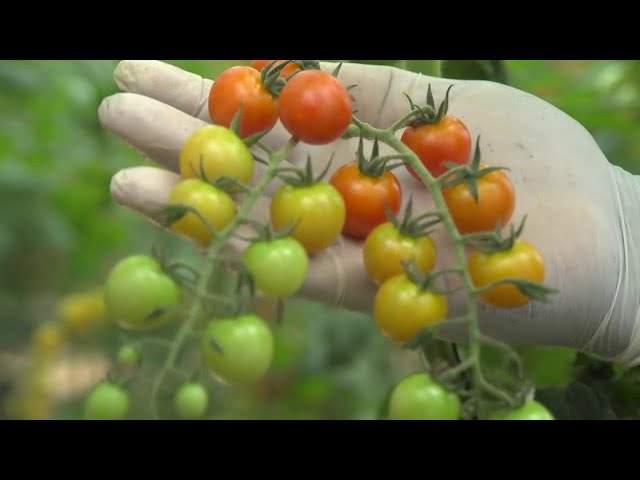 ⁣NCI Reportages | Tomates ivoiriennes : un juteux business