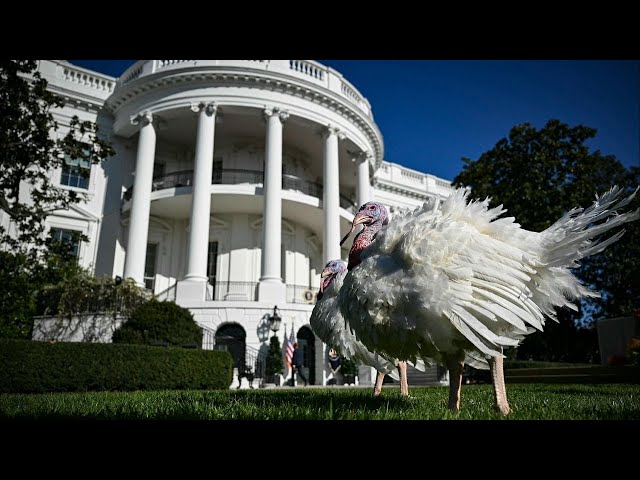 ⁣Watch: Biden pardons 2 Minnesota turkeys in annual White House Thanksgiving tradition