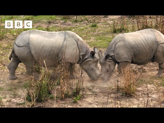 ⁣Uncovering the hidden world of rhino romance - BBC