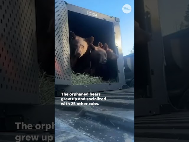 ⁣Watch as these full of life bear cubs leap back into wilderness #Shorts