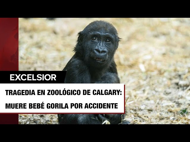 ⁣Bebé gorila muere tras ser golpeado por una puerta mal operada en zoológico de Canadá