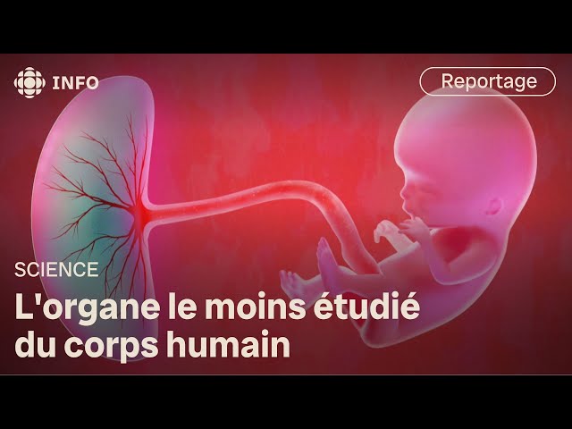 ⁣Le placenta, une mine d'or d'information sur la vie humaine | Découverte