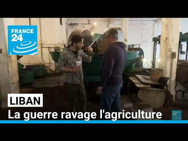 ⁣Oliviers détruits, terres souillées... Au Liban, la guerre ravage l'agriculture • FRANCE 24