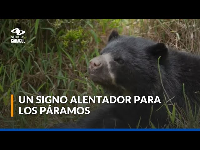 ⁣Avistamiento de cría de oso andino en Chingaza genera alegría y esperanza