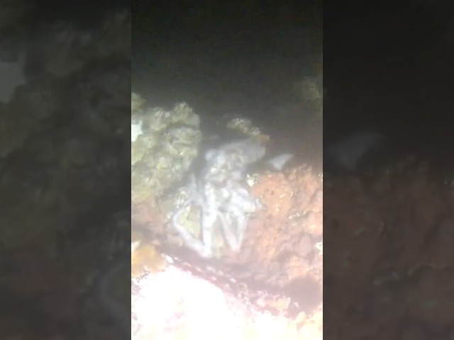 ⁣Octopus clings to rocks during BC bomb cyclone  #CaughtonCamera