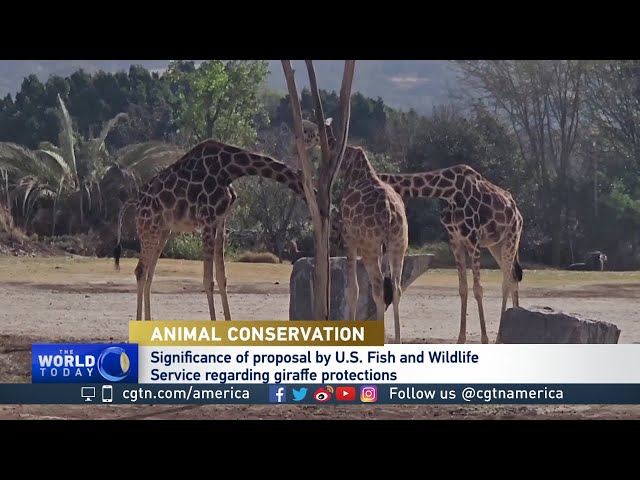 ⁣U.S. could protect Giraffes under endangered species act | what’s at Stake?