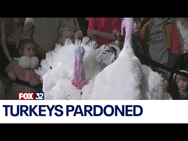 ⁣Biden pardons turkeys ahead of Thanksgiving