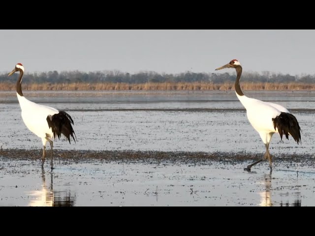 ⁣Wintering season over a hundred red crowned cranes come to spend winter in Yancheng