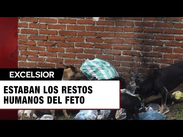 ⁣Hallan feto dentro de una bolsa, perros se lo estaban devorando