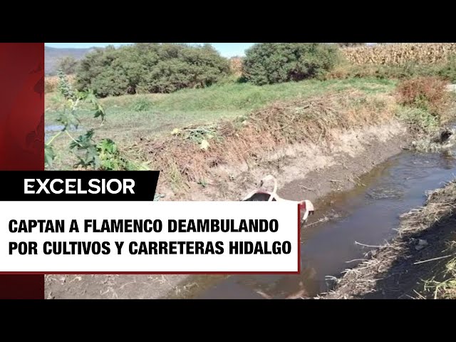 ⁣Captan a flamenco deambulando por cultivos y carreteras de Hidalgo