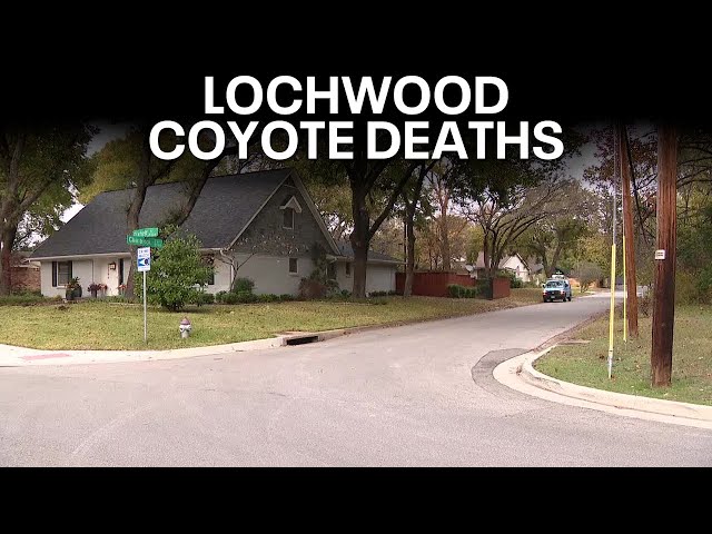 ⁣Dallas game warden investigating coyote shootings in Lochwood neighborhood