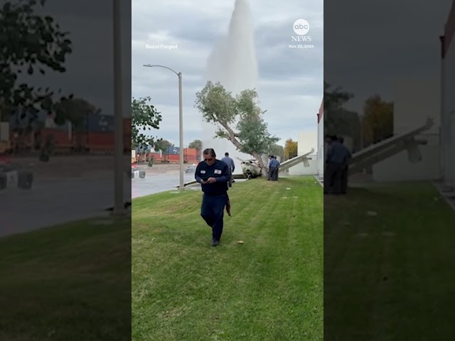 ⁣Small plane makes crash landing into tree in Southern California