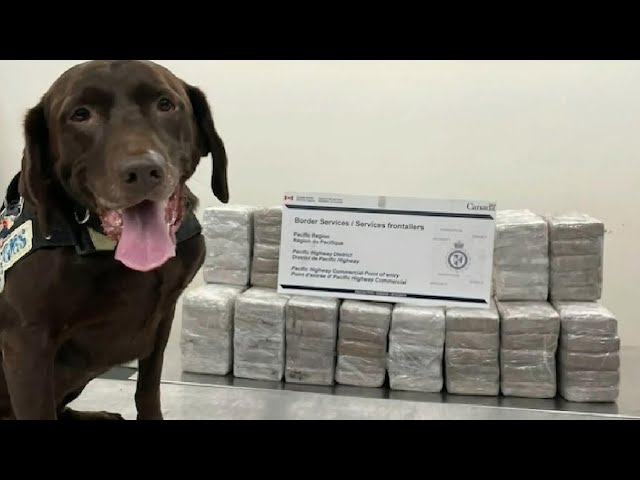 ⁣246 kg of cocaine seized at border in B.C. thanks to drug-sniffing dog