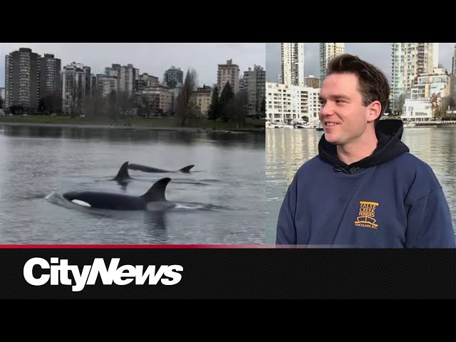 ⁣Ferry boat operator shares story of Orca encounter in Vancouver's False Creek