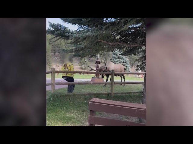 ⁣Man throws coffee to stop charging elk in Evergreen