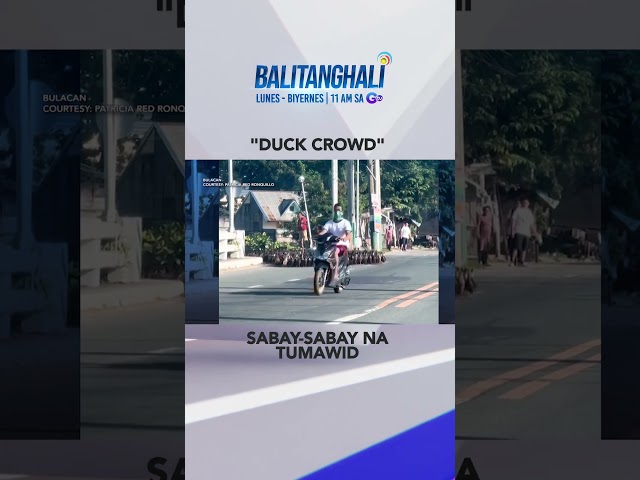 ⁣Pagtawid ng grupo ng mga itik sa kalsada, kinaaliwan ng mga motorista at n... #shorts | Balitanghali