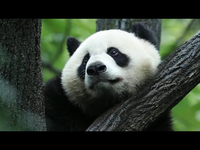 ⁣GLOBALink | National park boosts panda protection in China