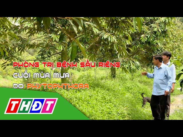 ⁣Phòng trị bệnh sầu riêng cuối mùa mưa do phytophthora | Khuyến nông - 26/11/2024 | THDT