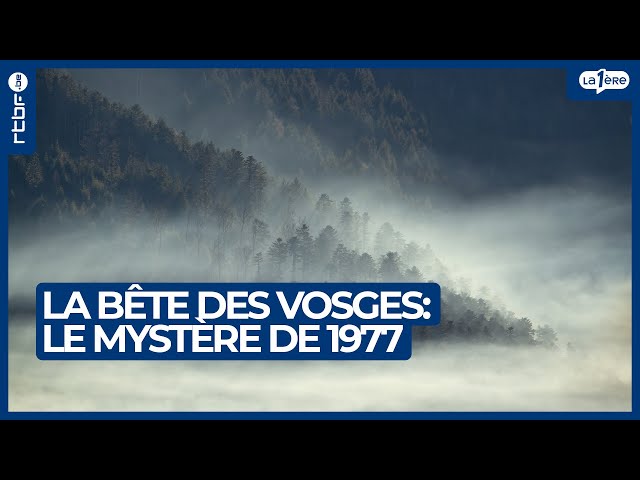 ⁣La bête des Vosges : le mystère des centaines d'animaux tués en 1977 - L'Heure H