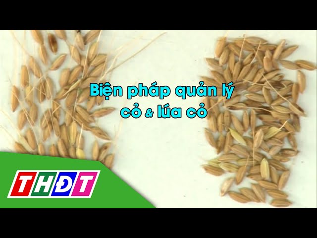 ⁣Biện pháp quản lý cỏ và lúa cỏ | Syngenta Thông tin nông nghiệp - 24/11/2024 | THDT